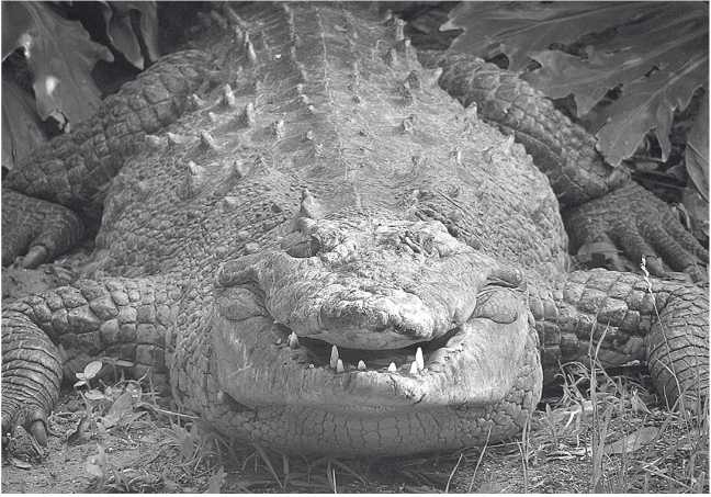 Иллюстрация к книге — Песни драконов. Любовь и приключения в мире крокодилов и прочих динозавровых родственников [i_027.jpg]