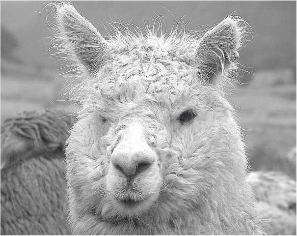 Иллюстрация к книге — Песни драконов. Любовь и приключения в мире крокодилов и прочих динозавровых родственников [i_028.jpg]