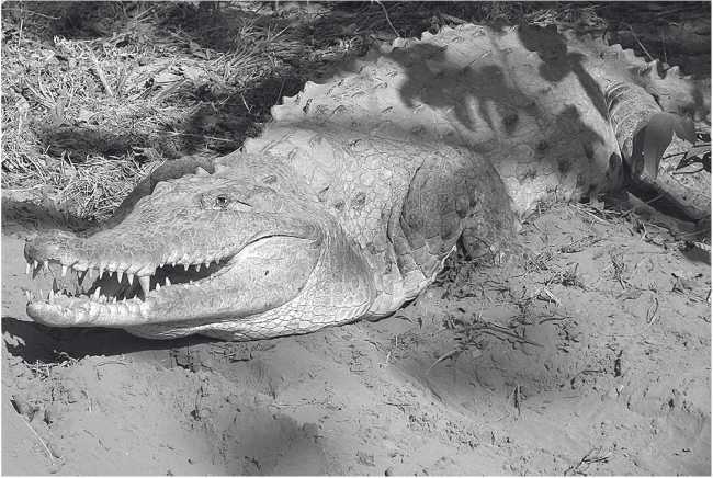 Иллюстрация к книге — Песни драконов. Любовь и приключения в мире крокодилов и прочих динозавровых родственников [i_030.jpg]