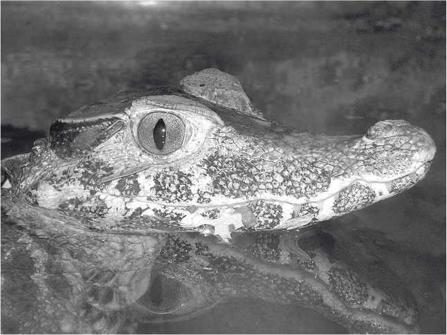 Иллюстрация к книге — Песни драконов. Любовь и приключения в мире крокодилов и прочих динозавровых родственников [i_031.jpg]