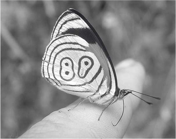 Иллюстрация к книге — Песни драконов. Любовь и приключения в мире крокодилов и прочих динозавровых родственников [i_033.jpg]