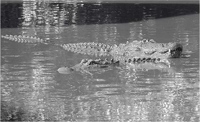 Иллюстрация к книге — Песни драконов. Любовь и приключения в мире крокодилов и прочих динозавровых родственников [i_037.jpg]