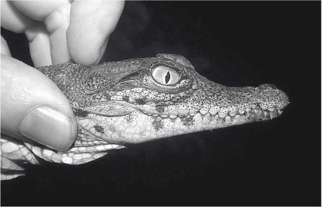 Иллюстрация к книге — Песни драконов. Любовь и приключения в мире крокодилов и прочих динозавровых родственников [i_042.jpg]