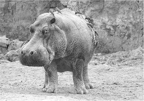 Иллюстрация к книге — Песни драконов. Любовь и приключения в мире крокодилов и прочих динозавровых родственников [i_043.jpg]