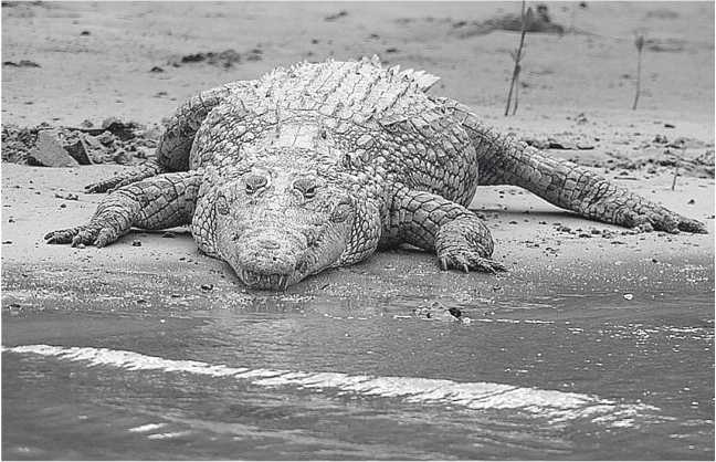 Иллюстрация к книге — Песни драконов. Любовь и приключения в мире крокодилов и прочих динозавровых родственников [i_044.jpg]