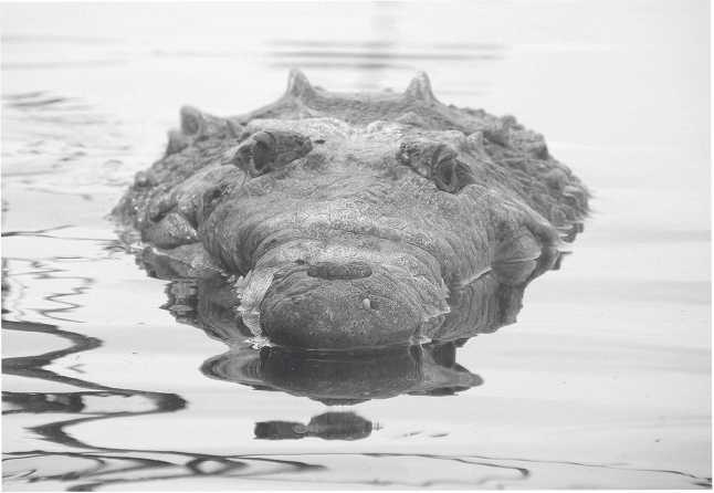 Иллюстрация к книге — Песни драконов. Любовь и приключения в мире крокодилов и прочих динозавровых родственников [i_046.jpg]