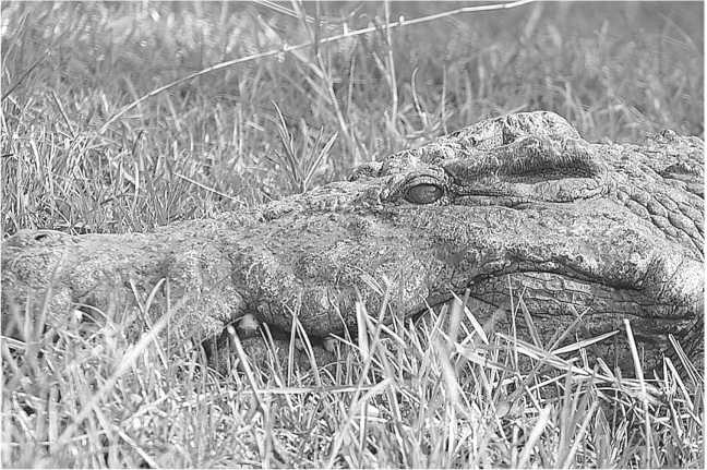 Иллюстрация к книге — Песни драконов. Любовь и приключения в мире крокодилов и прочих динозавровых родственников [i_047.jpg]