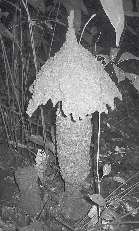 Иллюстрация к книге — Песни драконов. Любовь и приключения в мире крокодилов и прочих динозавровых родственников [i_055.jpg]