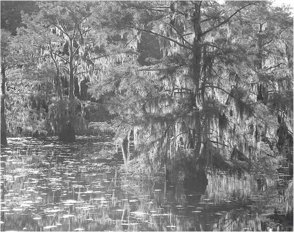 Иллюстрация к книге — Песни драконов. Любовь и приключения в мире крокодилов и прочих динозавровых родственников [i_057.jpg]