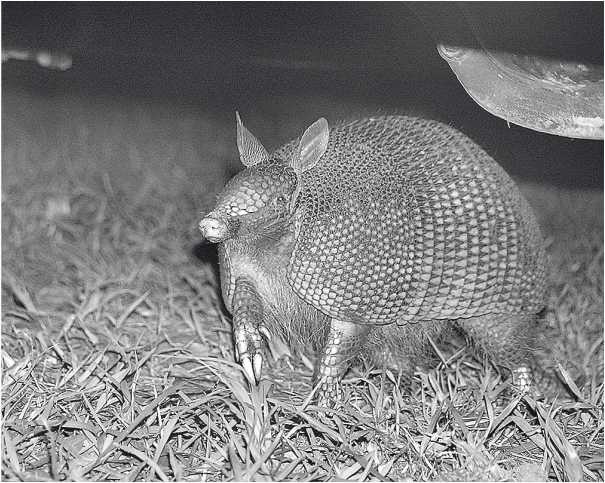 Иллюстрация к книге — Песни драконов. Любовь и приключения в мире крокодилов и прочих динозавровых родственников [i_058.jpg]