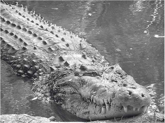 Иллюстрация к книге — Песни драконов. Любовь и приключения в мире крокодилов и прочих динозавровых родственников [i_061.jpg]