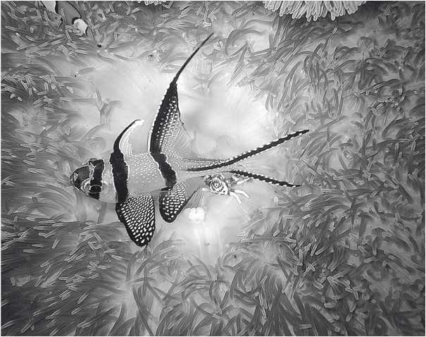 Иллюстрация к книге — Песни драконов. Любовь и приключения в мире крокодилов и прочих динозавровых родственников [i_062.jpg]