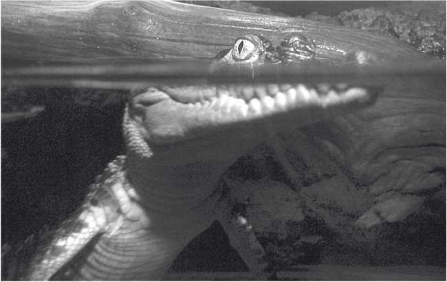 Иллюстрация к книге — Песни драконов. Любовь и приключения в мире крокодилов и прочих динозавровых родственников [i_063.jpg]