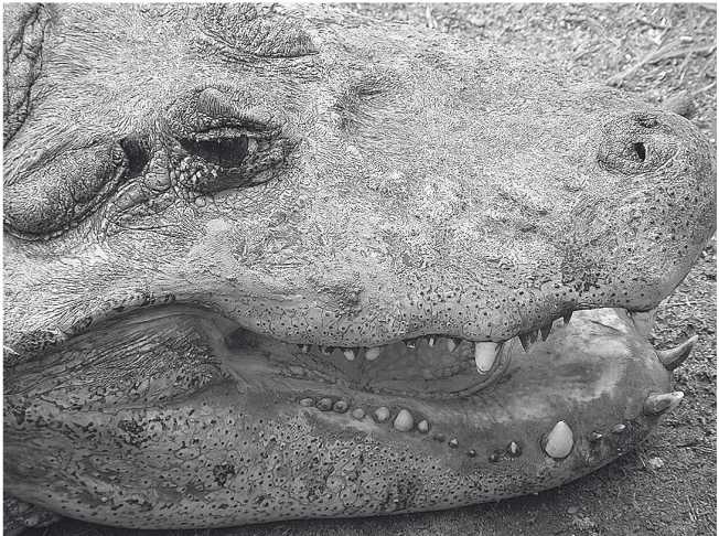 Иллюстрация к книге — Песни драконов. Любовь и приключения в мире крокодилов и прочих динозавровых родственников [i_064.jpg]