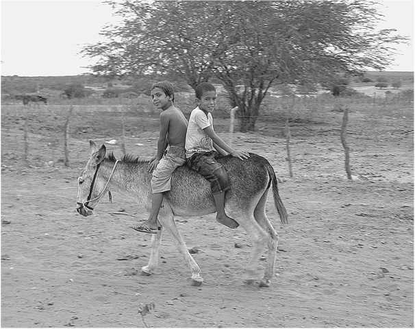 Иллюстрация к книге — Песни драконов. Любовь и приключения в мире крокодилов и прочих динозавровых родственников [i_065.jpg]