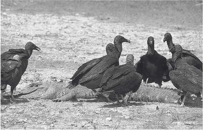 Иллюстрация к книге — Песни драконов. Любовь и приключения в мире крокодилов и прочих динозавровых родственников [i_066.jpg]