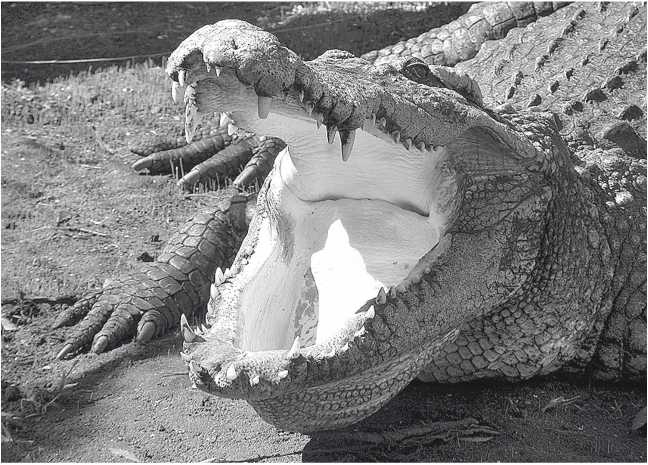 Иллюстрация к книге — Песни драконов. Любовь и приключения в мире крокодилов и прочих динозавровых родственников [i_071.jpg]