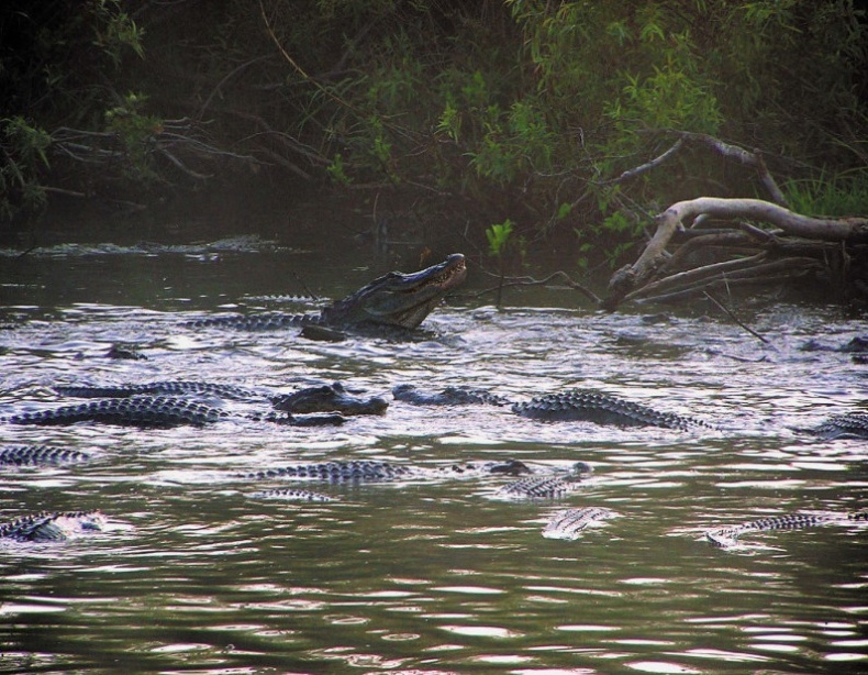 Иллюстрация к книге — Песни драконов. Любовь и приключения в мире крокодилов и прочих динозавровых родственников [i_074.jpg]