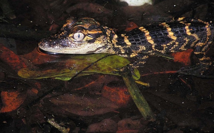 Иллюстрация к книге — Песни драконов. Любовь и приключения в мире крокодилов и прочих динозавровых родственников [i_077.jpg]