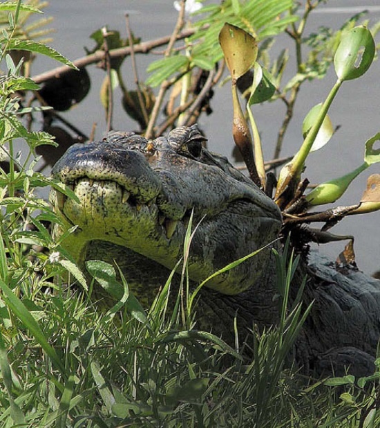 Иллюстрация к книге — Песни драконов. Любовь и приключения в мире крокодилов и прочих динозавровых родственников [i_080.jpg]