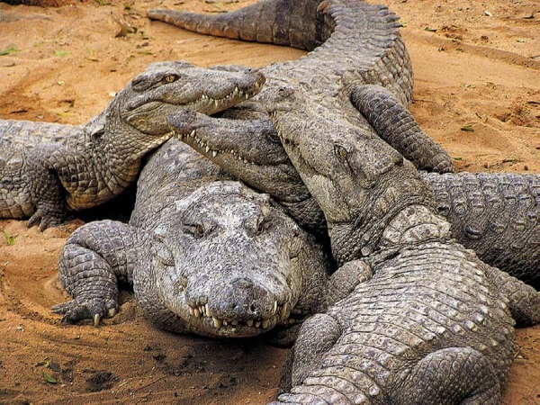 Иллюстрация к книге — Песни драконов. Любовь и приключения в мире крокодилов и прочих динозавровых родственников [i_083.jpg]