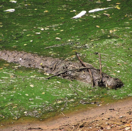 Иллюстрация к книге — Песни драконов. Любовь и приключения в мире крокодилов и прочих динозавровых родственников [i_085.jpg]