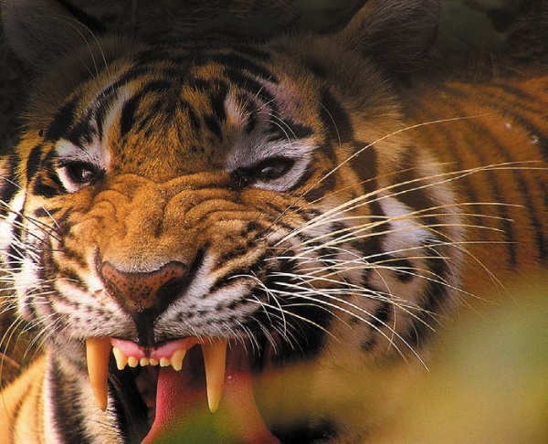 Иллюстрация к книге — Песни драконов. Любовь и приключения в мире крокодилов и прочих динозавровых родственников [i_086.jpg]