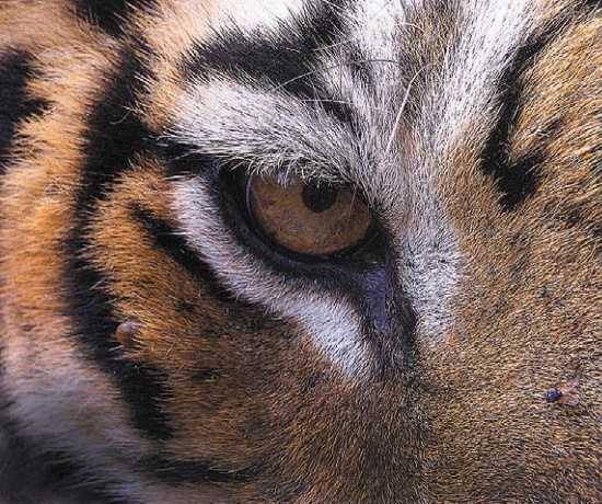 Иллюстрация к книге — Песни драконов. Любовь и приключения в мире крокодилов и прочих динозавровых родственников [i_087.jpg]