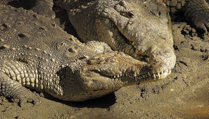 Иллюстрация к книге — Песни драконов. Любовь и приключения в мире крокодилов и прочих динозавровых родственников [i_088.jpg]