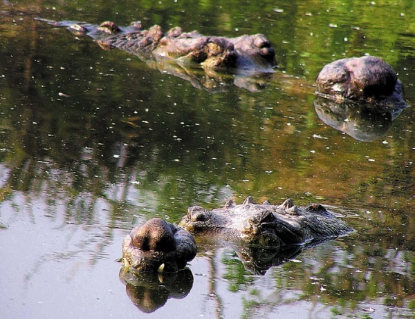 Иллюстрация к книге — Песни драконов. Любовь и приключения в мире крокодилов и прочих динозавровых родственников [i_092.jpg]