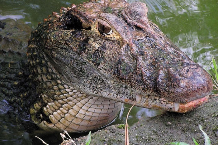 Иллюстрация к книге — Песни драконов. Любовь и приключения в мире крокодилов и прочих динозавровых родственников [i_097.jpg]