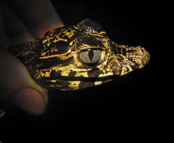 Иллюстрация к книге — Песни драконов. Любовь и приключения в мире крокодилов и прочих динозавровых родственников [i_098.jpg]