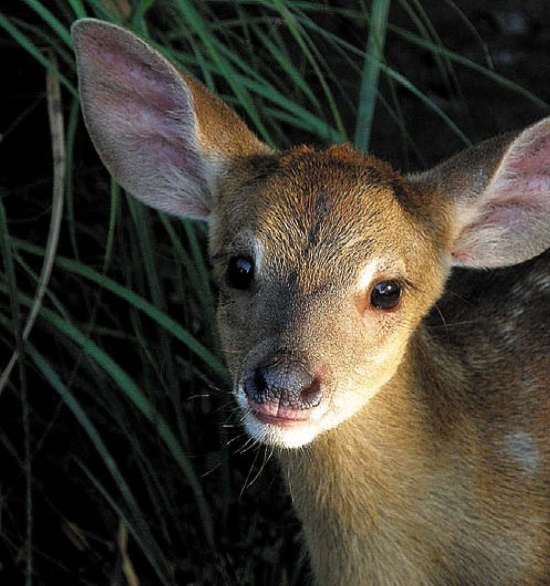 Иллюстрация к книге — Песни драконов. Любовь и приключения в мире крокодилов и прочих динозавровых родственников [i_100.jpg]