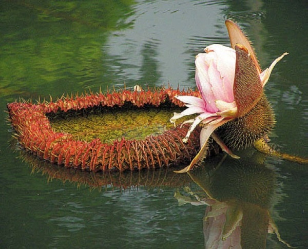Иллюстрация к книге — Песни драконов. Любовь и приключения в мире крокодилов и прочих динозавровых родственников [i_101.jpg]