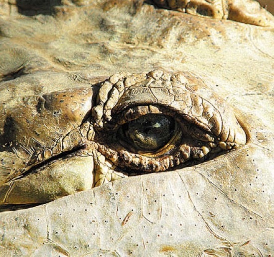 Иллюстрация к книге — Песни драконов. Любовь и приключения в мире крокодилов и прочих динозавровых родственников [i_102.jpg]