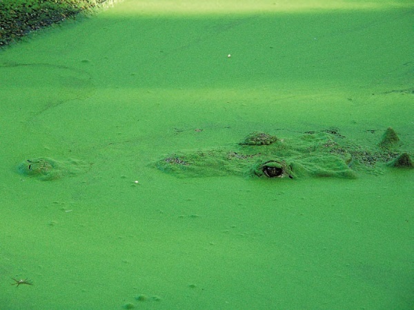 Иллюстрация к книге — Песни драконов. Любовь и приключения в мире крокодилов и прочих динозавровых родственников [i_103.jpg]