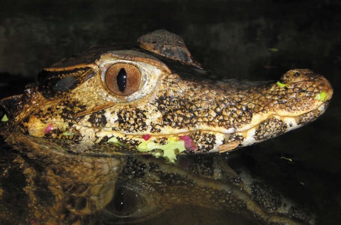 Иллюстрация к книге — Песни драконов. Любовь и приключения в мире крокодилов и прочих динозавровых родственников [i_104.jpg]