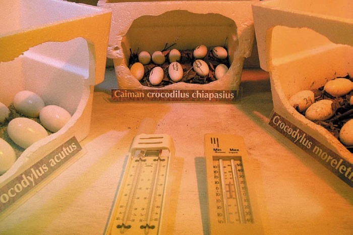 Иллюстрация к книге — Песни драконов. Любовь и приключения в мире крокодилов и прочих динозавровых родственников [i_105.jpg]