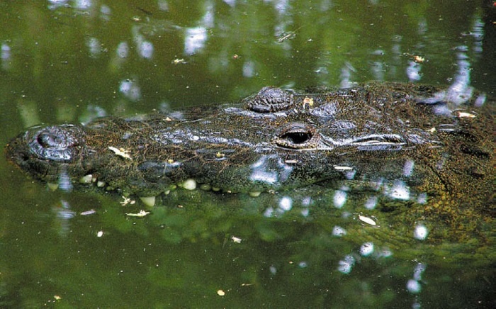 Иллюстрация к книге — Песни драконов. Любовь и приключения в мире крокодилов и прочих динозавровых родственников [i_106.jpg]