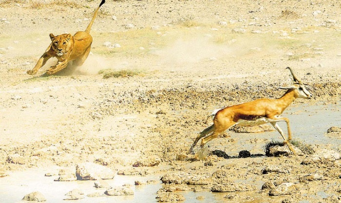 Иллюстрация к книге — Песни драконов. Любовь и приключения в мире крокодилов и прочих динозавровых родственников [i_108.jpg]