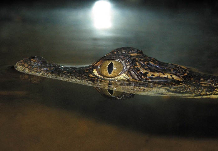 Иллюстрация к книге — Песни драконов. Любовь и приключения в мире крокодилов и прочих динозавровых родственников [i_111.jpg]