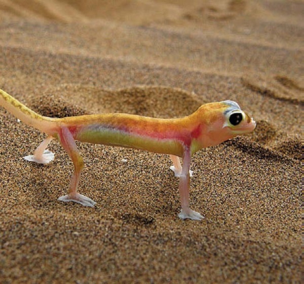 Иллюстрация к книге — Песни драконов. Любовь и приключения в мире крокодилов и прочих динозавровых родственников [i_113.jpg]