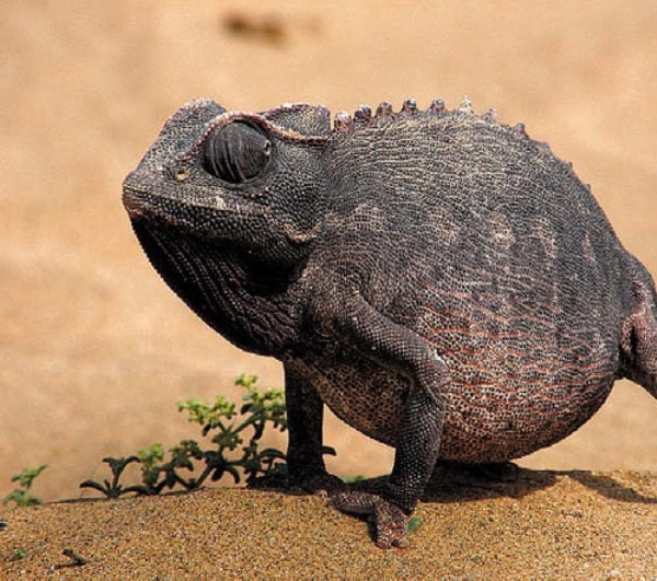 Иллюстрация к книге — Песни драконов. Любовь и приключения в мире крокодилов и прочих динозавровых родственников [i_114.jpg]