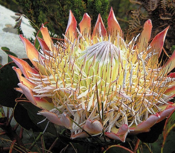 Иллюстрация к книге — Песни драконов. Любовь и приключения в мире крокодилов и прочих динозавровых родственников [i_116.jpg]