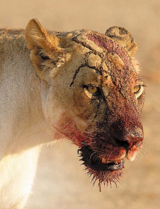 Иллюстрация к книге — Песни драконов. Любовь и приключения в мире крокодилов и прочих динозавровых родственников [i_118.jpg]