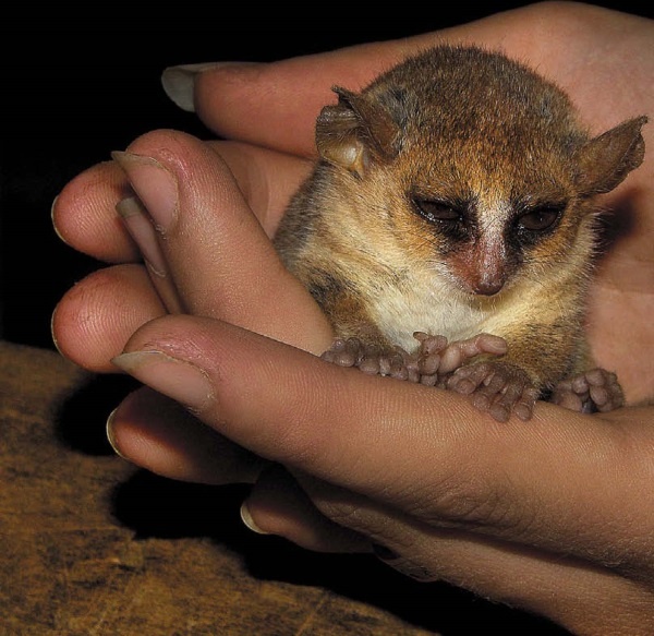 Иллюстрация к книге — Песни драконов. Любовь и приключения в мире крокодилов и прочих динозавровых родственников [i_120.jpg]