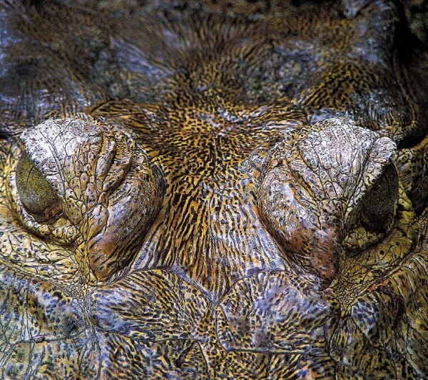 Иллюстрация к книге — Песни драконов. Любовь и приключения в мире крокодилов и прочих динозавровых родственников [i_127.jpg]