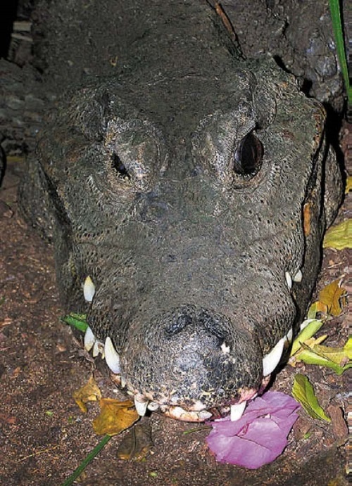 Иллюстрация к книге — Песни драконов. Любовь и приключения в мире крокодилов и прочих динозавровых родственников [i_129.jpg]