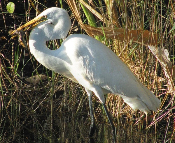 Иллюстрация к книге — Песни драконов. Любовь и приключения в мире крокодилов и прочих динозавровых родственников [i_132.jpg]