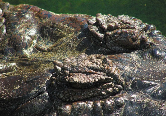 Иллюстрация к книге — Песни драконов. Любовь и приключения в мире крокодилов и прочих динозавровых родственников [i_133.jpg]